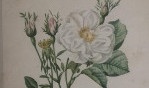 Redouté   Roses 1956